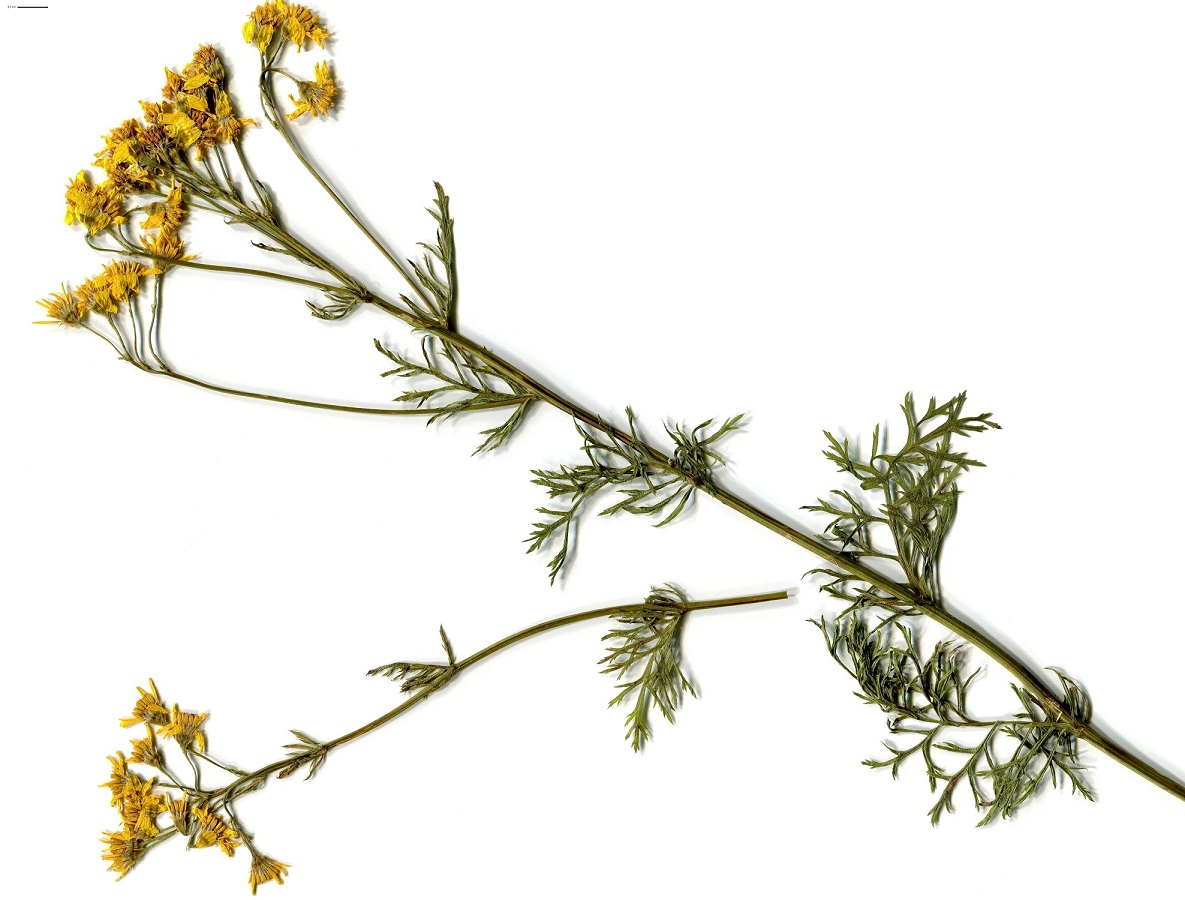 Jacobaea adonidifolia (Asteraceae)